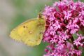 Colias crocea